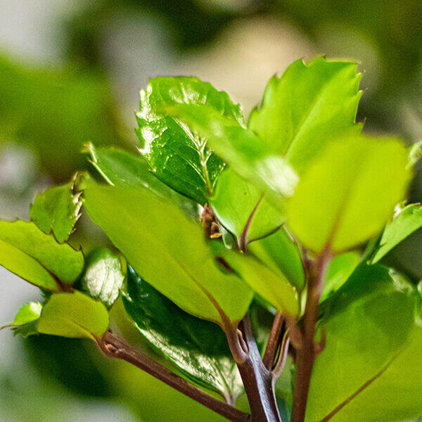 Ilex ‘Heckenstar’