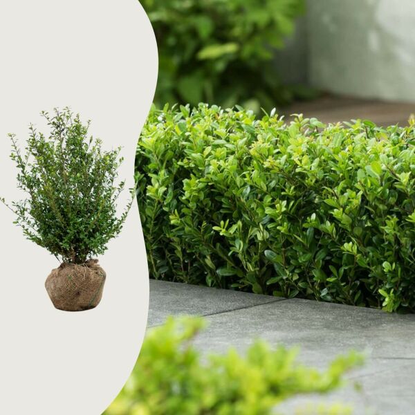 Ilex cren. 'Caroline Upright'