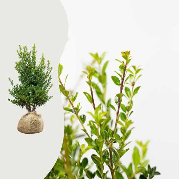 Ilex maximow. 'Kanehirae'