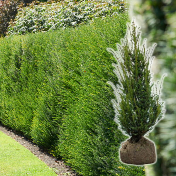 Taxus media ‘Hicksii’