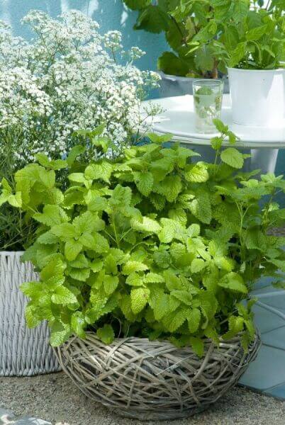 Plantes aromatiques pour pots ou jardinières