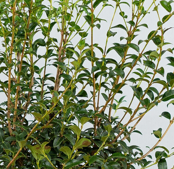 Osmanthus