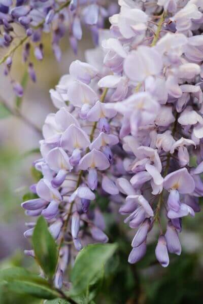 Glycine de chine