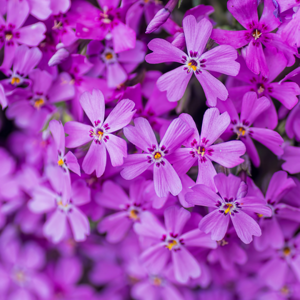 Top 25 des plantes vivaces