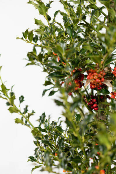 Ilex aquifolium ‘Alaska’