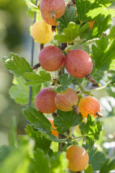 Plantes fruitières