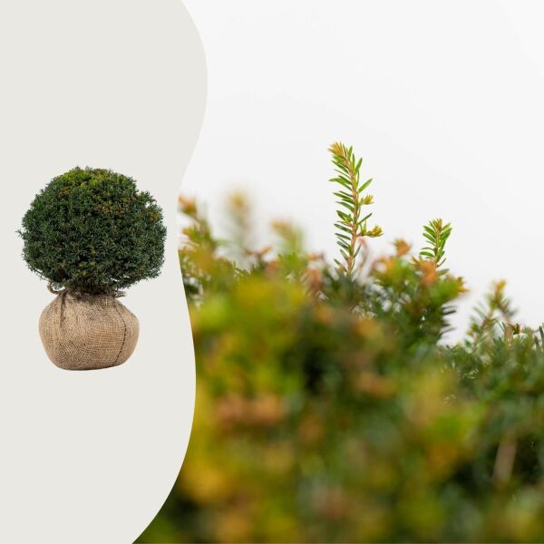 Taxus baccata Boule