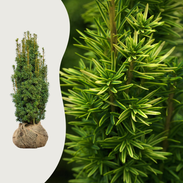 Taxus baccata 'David'