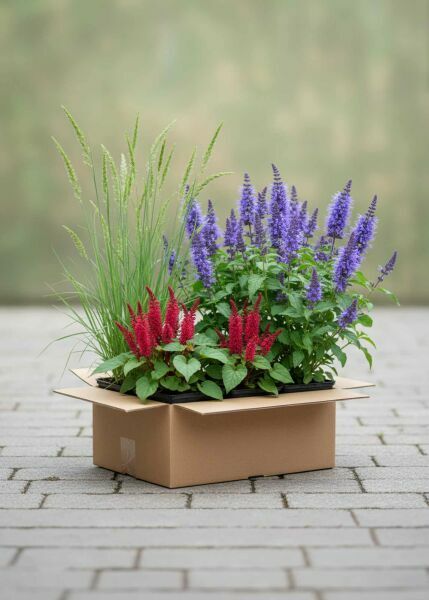 <b>Packs de massifs</b>