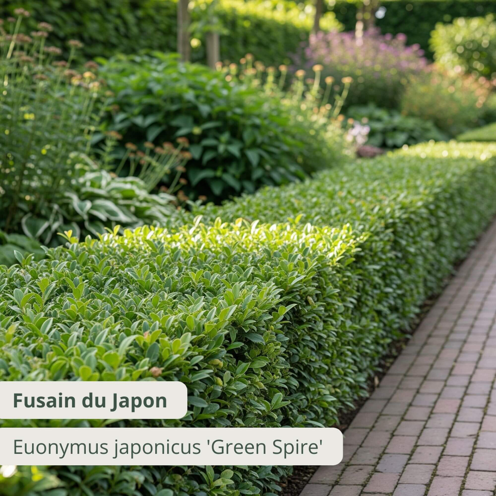 Fusain du japon