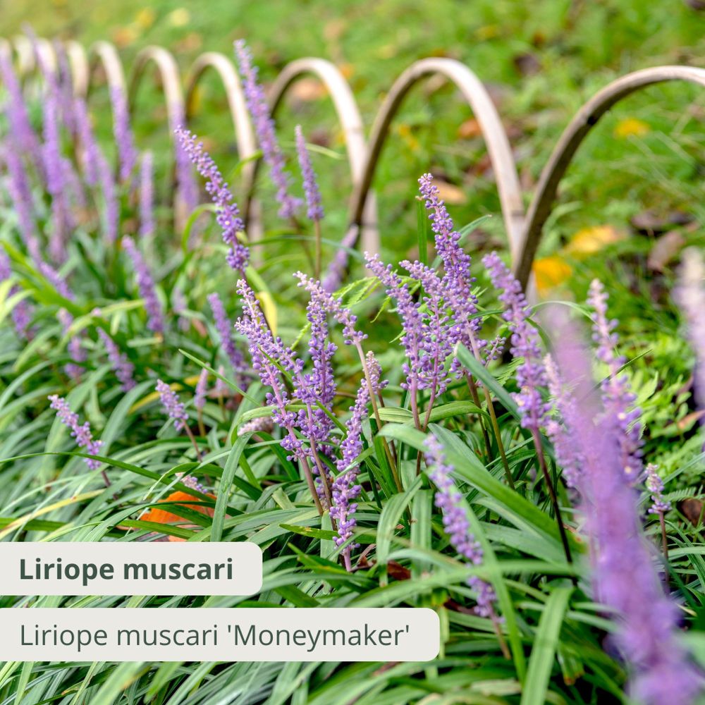 Liriope muscari
