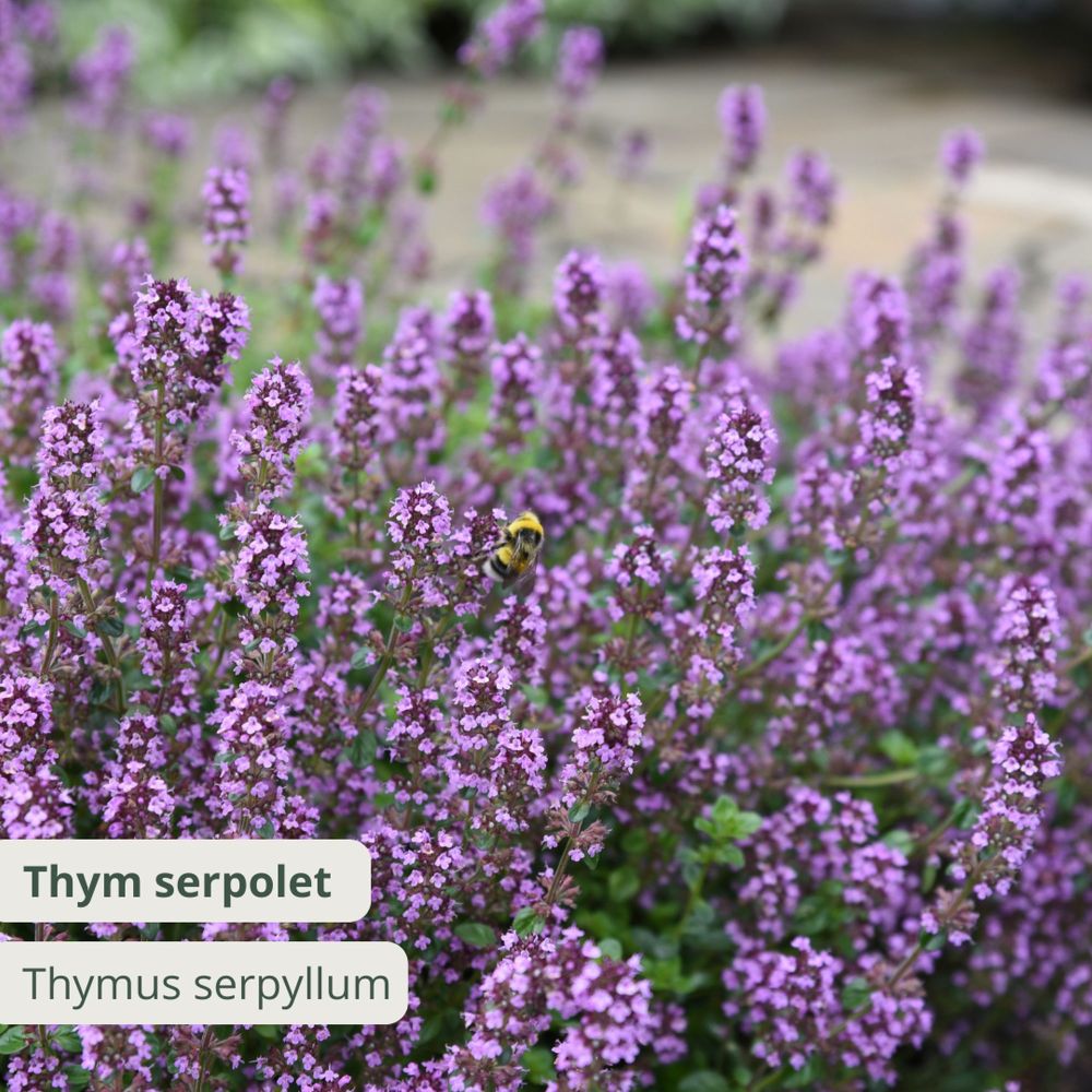 Thym serpolet