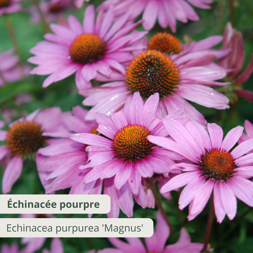 Échinacée pourpre